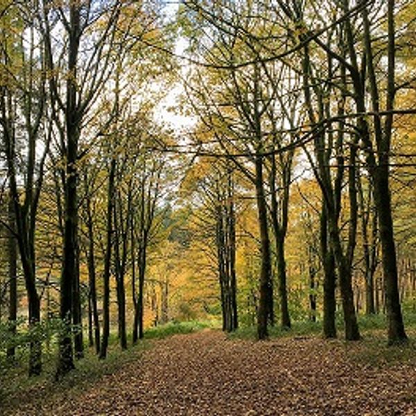 Connecting with nature in Macclesfield Forest 
